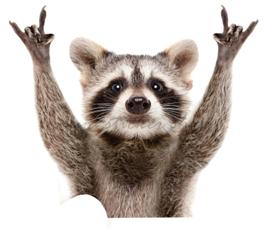 Raccoon Rock